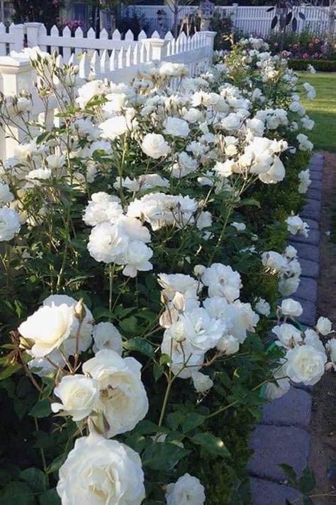 Shrub Roses Bushes, White Rose Bushes Landscape, Rose Bushes Landscape, White Rose Bush, White Rose Garden, Iceberg Roses, Rose Live, Hydrangea Landscaping, Bush Garden