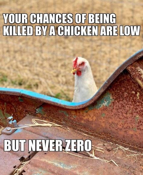 Chicken Memes Humor, Chicken Jokes Hilarious, Chicken Funny Humor, Chicken Memes, Chicken Meme, Farm Jokes, Farm Humor, Backyard Chicken Farming, Country Jokes