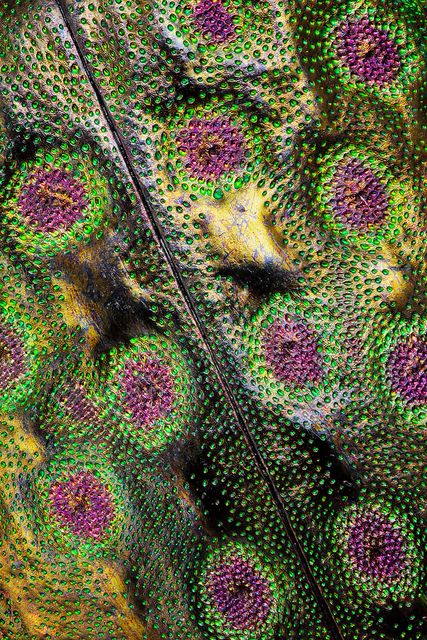 Elaphrus élitros, via Flickr. Microscopic Photography, Micro Photography, Crazy Shirts, Rave Clothing, Beautiful Bugs, Things Under A Microscope, Bugs And Insects, Natural Forms, Beetles