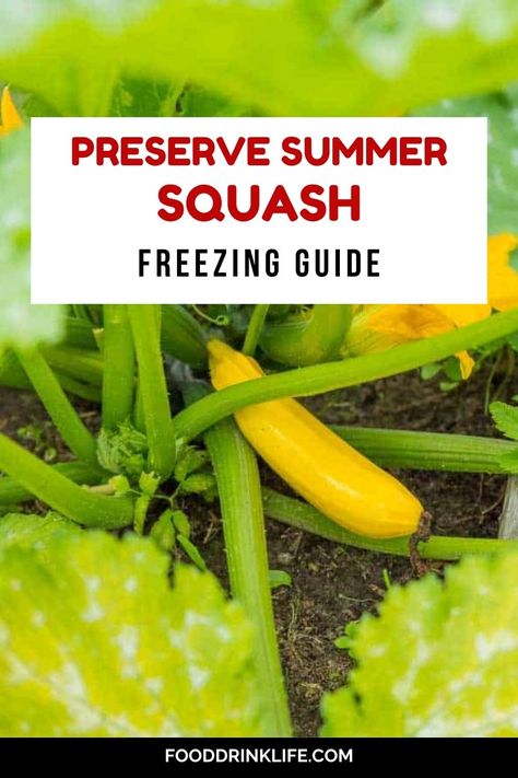 Ultimate Guide to Freezing Summer Squash for Year-round Enjoyment Preserve Summer Squash, Preserving Summer Squash, How To Freeze Squash, Crookneck Squash, Summer Squash Recipes, Frozen Summer, Outdoor Living Ideas, Storage Tips, Summer Squash