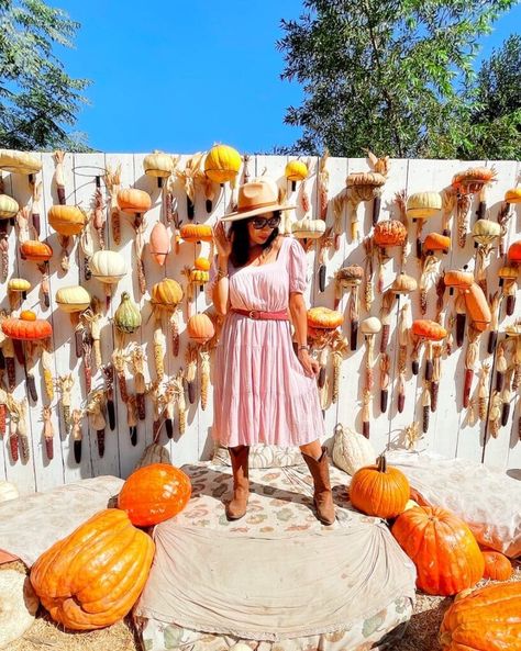 Live Oak Canyon Pumpkin Patch : SoCal's biggest pumpkin patch Pumpkin Patch Entrance, Pumpkin Patch Business, Pumpkin Patch Decoration, Pumpkin Patch Kids, Zoo Games, Pumpkin Field, Best Pumpkin Patches, Biggest Pumpkin, Pumpkin Wall