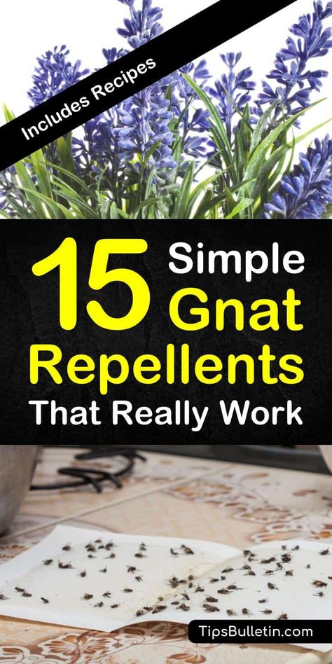 Discover 15 simple homemade gnat repellents that really work. Keep gnats away indoor and outdoor with simple ingredients like vinegar and essential oils. Make a variety of DIY pest control sprays that are safe for kids. #gnatrepellent #repelgnats #gnatsprays #killgnats Gnat Repellant, Gnat Spray, How To Get Rid Of Gnats, Gnat Traps, Insect Spray, Diy Pest Control, Bug Spray, Bug Repellent, Insect Control