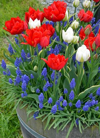 plant recommendations - Red, white and blue varieties for a medium pot in full sun - Gardening & Landscaping Stack Exchange Blue Flowers Garden, Patriotic Flowers, Flower Garden Plans, White Inspiration, Flower Pot Design, Blue Plants, Container Gardening Flowers, White And Blue Flowers, Flower Pots Outdoor