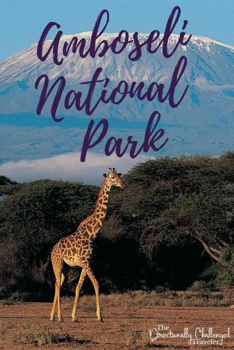 10 FAQ for Visiting Amboseli National Park, Kenya Amboseli National Park, Colorado National Parks, Africa Travel Guide, National Park Camping, Kenya Travel, National Park Road Trip, Africa Safari, California National Parks, Utah National Parks