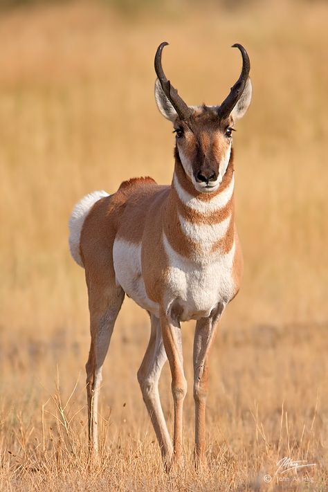 Pronghorns are built for speed. Everything about them is geared towards moving fast over long distances. They are the fastest animal on the planet for a sustained top speed. I think they’re my favorite North American animal, at least on hooves. I can spend all day watching them. I only wish they didn’t live so darned far from me.This male was just outside the north entrance of Yellowstone National Park, in Gardiner, Montana. by eaross Yellowstone National, Yellowstone National Park, Montana, National Park