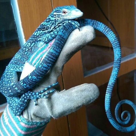 Wow.. Blue Tree Monitors have the lone tails of any species I know of. ♡ Cute Lizard, Monitor Lizard, Cute Reptiles, Pretty Animals, Blue Tree, Reptiles And Amphibians, Exotic Pets, Animal Photo, Amphibians