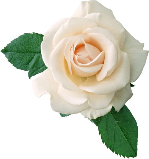 White Rose Png, White Flower Png, Rose Cross Stitch Pattern, Rosé Png, White Rose Flower, Rose Clipart, Rose Flower Pictures, Background Clipart, Rose Blush