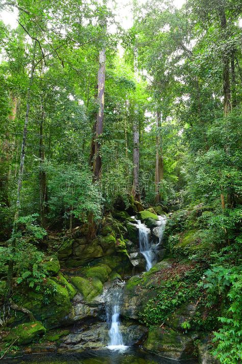 Borneo Rainforest Photography, Tropical Rainforest Landscape, Rainforest Background, Rainforest Environment, Snake Tanks, Rainforest Floor, Rainforest Deforestation, Asia Landscape, Rainforest Waterfall