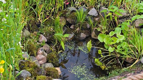 Can we squeeze a pond in? Tiny Pond, Container Ponds, Toad Abode, Wildlife Ponds, Small Water Gardens, Ponds For Small Gardens, Wildlife Pond, Allotment Ideas, Yew Tree