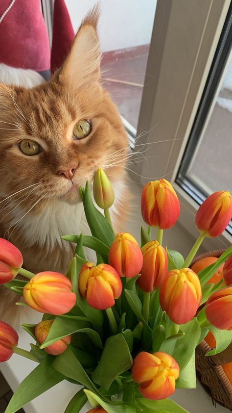 Cat Tulips, Farm Pictures, Orange Tulips, Animals Dog, Curious Cat, Princess Art, Ginger Cats, Cute Patterns Wallpaper, Cat Aesthetic