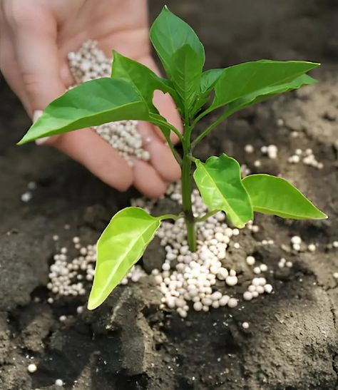 How To Plant, Grow And Care Magnolia Tree Planting Magnolia Tree, Magnolia Tree, Magnolia Trees, Tree Care, Replant, Trees To Plant, Planting, Magnolia, Trees