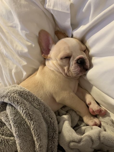 #frenchbulldog #puppy cream frenchie Frenchie Puppy, Heart Eyes, Cute Puppies, Fur Babies, French Bulldog, Vision Board, Puppies, Cream, Dogs