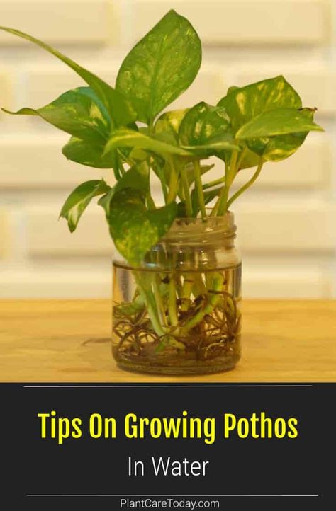 Growing pothos in water is easy. Give the plant the right amount of indirect light, water and nutrients. Grow in a vase, with water, and Miracle-Gro (or other fertilizers). No expensive pumps, fertilizers, or containers needed. we share how to grow pothos easily from cuttings. Grow Pothos In Water, Growing Pothos, Money Plant In Water, Growing Plants In Water, Pathos Plant, Pothos In Water, Ivy Plant Indoor, Plants That Like Shade, Pothos Plant Care