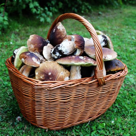 Mushroom Picking Aesthetic, Victorian Autumn, Mushroom Picking, Food Foraging, Berry Baskets, Mushroom Fungi, And Just Like That, Body Reference, Colouring Book