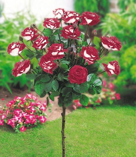 30 Osiria Rose Hybrid Rare Rose Seeds Fresh Exotic Blood Red | Etsy Osiria Rose, Hybrid Tea Roses Garden, Growing Roses From Seeds, Hybrid Tea Roses Care, Rare Roses, White Rose Flower, Rose Care, Rose Seeds, Rose Trees