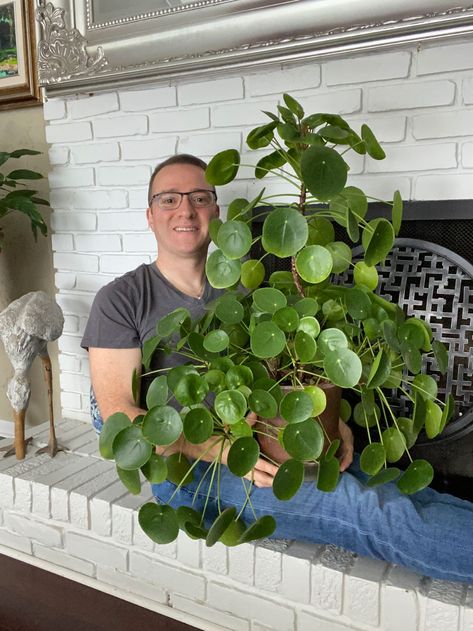 Pilea Plant Varieties, Hanging Porch Plants, Prosperity Plants, Money Plant Hanging Ideas, Pilea Glaucophylla, Propogating Plants, Money Tree Plant Care, Plant Nanny, Money Tree Plant