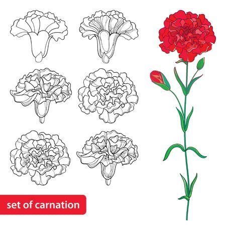 Tattoos Delicate, Carnation Drawing, Leaves Outline, Clove Flower, Tattoos Thigh, Tattoos Watercolor, Carnation Tattoo, Tattoos Simple, Tattoos Arm