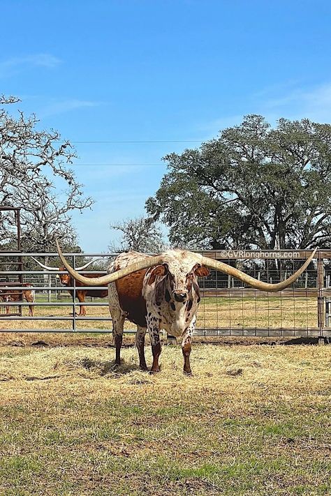 Long Horned Cow, Texas Long Horn, Texas Longhorn Cow, Texas Wildlife, Big Cow, Raising Meat Chickens, Nguni Cattle, Breeds Of Cows, Long Horns