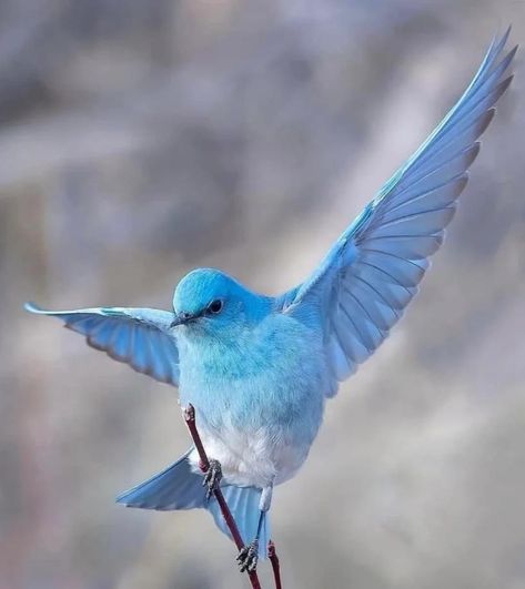 Bluebird Photo, Mountain Bluebird, Conure Parrots, What Is A Bird, Australian Shepherd Dogs, Bird Photos, Blue Birds, Bird Pictures, Exotic Birds