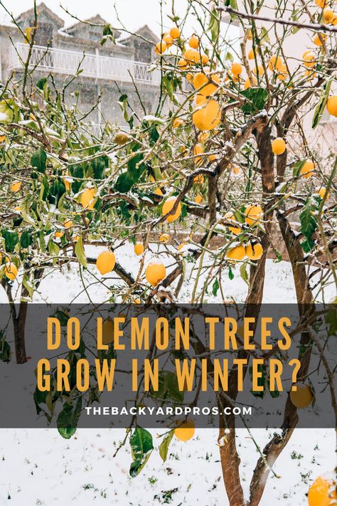 Escape the winter blues with the vibrant allure of lemon trees in your own backyard! Dive into the enchanting world of winter lemon tree cultivation and let your garden come alive with the zesty fragrance and bright yellow hues. Delve into the art of winter citrus gardening and enjoy the thrill of picking fresh lemons when the world outside is covered in frost. Don't let winter dull your gardening spirit; let lemon trees be your cheerful companions! Lemon Tree Winter Care, Italian Garden Ideas, Growing Lemon Trees, Trees In Winter, Lemon Plant, Meyer Lemon Tree, Citrus Garden, Frozen Lemon, Lemon Trees