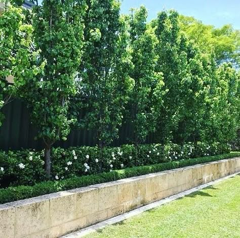 Gardenia Florida Hedge, Ornamental Pear Tree Screen, Ornamental Pear Tree Landscaping, Ornamental Pear Tree Driveway, Screening Landscape Design, Tree Hedges Privacy Screens, Gardenia Hedge Garden Design, Long Fence Landscaping, Backyard Hedges Landscaping Ideas