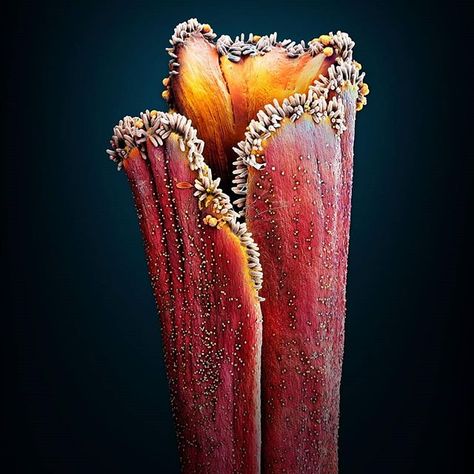 Exploring the saffron under the microscope seems like a monster avatar of saffron. This is the bright red stigma of saffron flower in a microscopic view.  Thanks to @natgeo for publishing such a unique view of saffron that nobody would see this previously.  #saffron #nature #herbs #micro #natgeo #dubai #uae #explore Crocus Sativus, Scanning Electron Microscope, Saffron Flower, Microscopic Photography, Microscopic Images, Kitchen Herbs, Microscopes, Jeff Koons, Things Under A Microscope