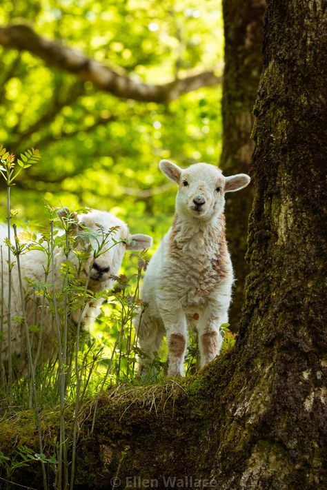 Farm Animals Preschool, Suffolk Sheep, Spring Lambs, Farm Sanctuary, Cute Lamb, Spring Animals, Summer Scenes, Cattle Farming, Sheep Farm