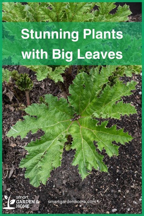 Transform your garden with the dramatic shapes of big leaf plants! The Giant Rhubarb thrives in moist soil and can grow up to 14 feet wide, while the Sacred Lotus adds a touch of elegance to any water feature. These plants are perfect for creating a lush, green oasis. Discover more at Smart Garden and Home. Large Leaf Plants Outdoor, House Plants With Big Leaves, Big Leaf House Plants, Plants With Big Leaves, Giant Rhubarb, Large Leaf Plants, Big Leaf Plants, Composting Methods, Umbrella Plant