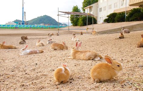 The Bunny Island: Exploring Ōkunoshima, Japan's Rabbit Paradise - Malorie's Adventures Bunny Island, Cat Cafes, Rabbit Island, Castles In Ireland, Spooky Places, Mystery Of History, Ends Of The Earth, About Japan, Weird World