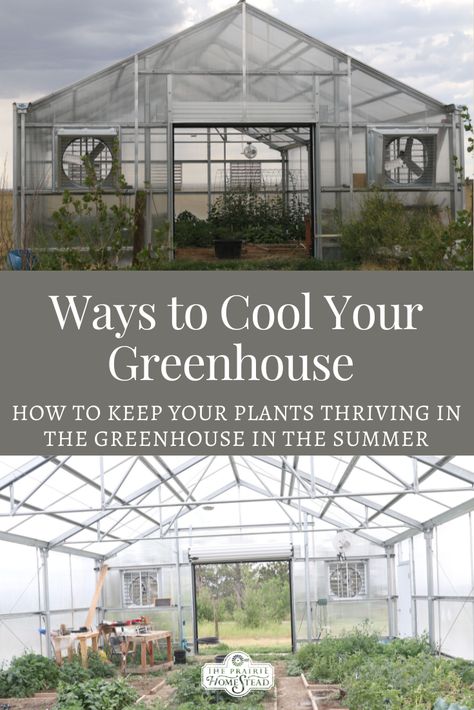 Temperature Controlled Greenhouse, Best Greenhouse Design, Inside The Greenhouse, Fyi Greenhouse, Green House Set Up Inside, How To Start A Greenhouse, Small Greenhouse Set Up Inside, Greenhouse Growing Tips, Greenhouse Must Haves