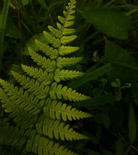 Leaves Close Up Photography, Natural Forms Gcse Photography, Natural Forms Leaves, Up Close Nature Photography, Plants Up Close, Natural Structures Art Gcse, Natural Forms Mood Board, Nature Close Up Photographs, Natural Forms Gcse