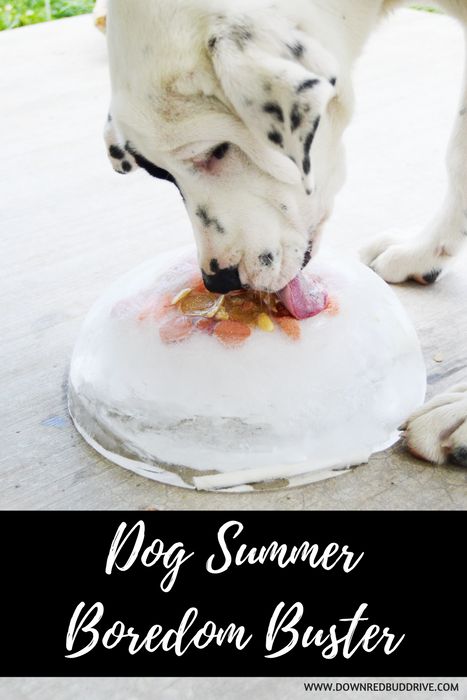 Dog Summer Boredom Buster | An easy way to keep your dogs cool! Diy Dog Treats Easy, Diy Dog Treats Healthy, Dog Boredom Buster, Summer Boredom Busters, Dog Boredom, Dog Food Allergies, Summer Boredom, Diy Dog Food, Frozen Dog Treats