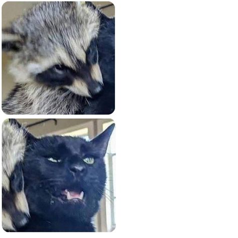 Matching Raccoon Pfps Trio, Cute Matching Pfp Couples Raccoon, Matching Raccoon Pfps, Cute Matching Raccoon Pfps, Raccoon And Black Cat, Raccoon Holding Cat, Matching Pfp