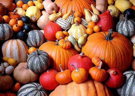 reasons to like this photo:  1) pumpkins  2) taken in england Pumpkins And Gourds, Pumpkin Curry, Growing Pumpkins, Crochet Pumpkin, Fabulous Fall, Pumpkin Soup, Healthy Soup Recipes, Healthy Soup, Pumpkin Recipes