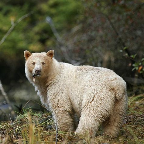 Constellation Animals, Funny Grizzly Bear, Grizzly Bears Photography, Kermode Bear, Standing Grizzly Bear, Grizzly Bear Growling, Photo Ours, Grizzly Bear Standing, Bear Fishing