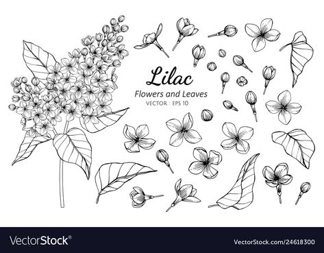 Flower And Leaves Drawing, Drawing Lilac, Simple Outline Drawing, Lilac Drawing, Poppy Flower Drawing, Lilac Tattoo, Heliconia Flower, Black Line Tattoo, Leaves Drawing