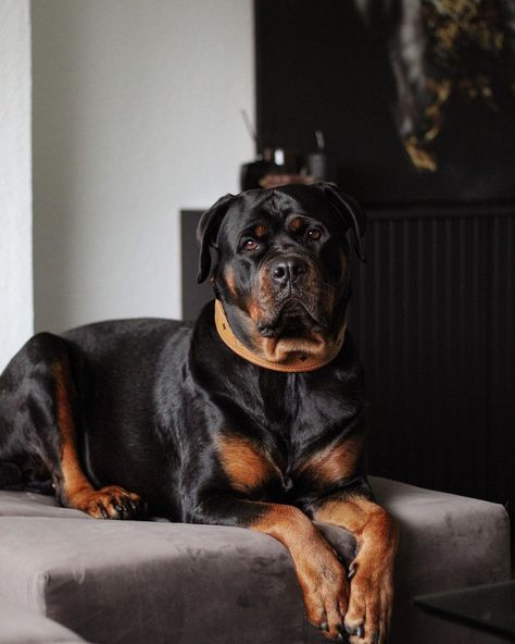 Male Rottweiler, Rottweiler Pictures, Strong Work Ethic, Rottweiler Breed, Rottweiler Lovers, Pet Animals, Rottweiler Dog, Funny Images Laughter, Work Ethic