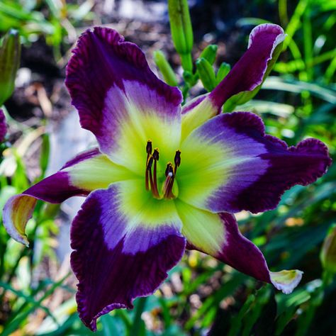 Huge Flowers, Diy Garden Fountains, Strange Flowers, Purple Plants, Day Lilies, Blooming Garden, Purple Garden, Art Landscapes, Barn Decor