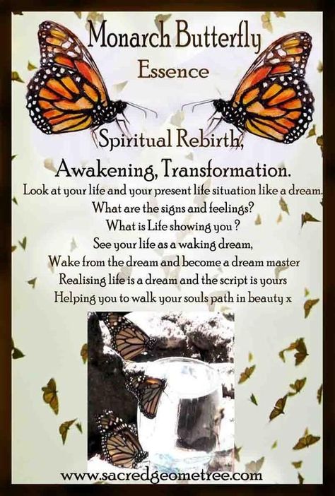 Butterfly Meaning Quotes, Monarch Butterfly Meaning, Butterfly Spirit Animal, Butterfly Symbolism, Butterfly Meaning, Celtic Zodiac, Spirit Animal Meaning, Meaning Quotes, Animal Meanings