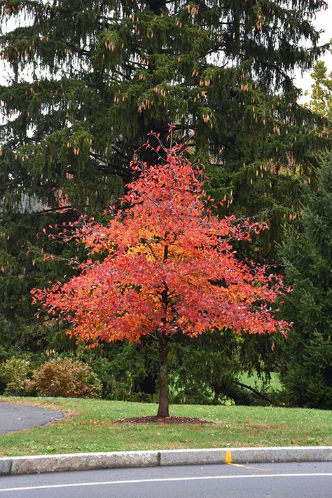 (Tupelo, Black Tupelo, Sour Gum) Black Gum Tree, Nyssa Sylvatica, Yard Trees, Biddeford Maine, Tupelo Tree, Landscape Nursery, Have A Safe Trip, Sweet Gum, Mountain Nursery