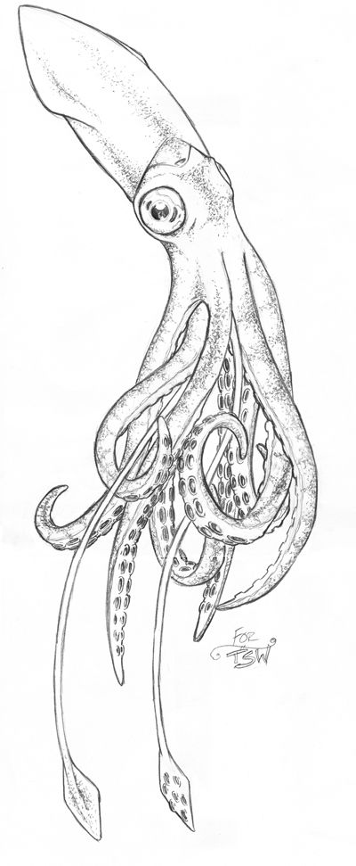 Squid Drawing Reference, Squid Tentacles Drawing, Squid Art Illustrations, Giant Squid Tattoo, Giant Squid Drawing, Cuttlefish Drawing, Squid Tattoo Design, Squid Art, Squid Drawing