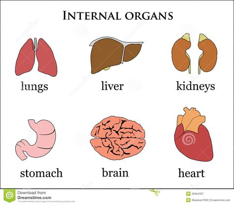 Internal Organs Royalty Free Stock Photography - Image: 28464337 External Organs Worksheet, Human Body Internal Organs, Body Internal Organs, Organs Illustration, Body Anatomy Organs, Human Anatomy Picture, Human Body Diagram, Body Parts For Kids, Human Body Worksheets