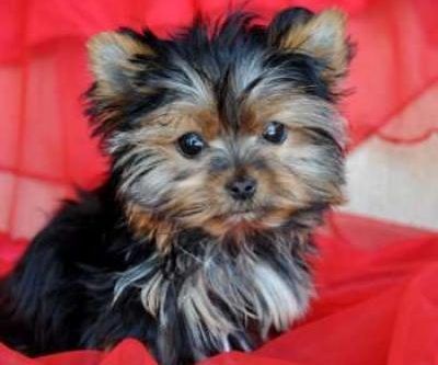 Toy Puppies For Sale, Yorkie Puppies For Adoption, Bear Dogs, Toy Yorkshire Terrier, Teacup Yorkie For Sale, Teacup Yorkies, Biewer Yorkie, Yorkshire Terrier Haircut, Teacup Dogs