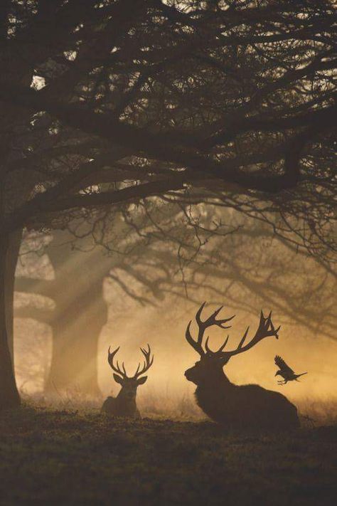 Two stags and one bird Woodland Creatures, The Grass, Nature Animals, Wildlife Photography, Beautiful Creatures, Skateboarding, Animal Kingdom, Animal Photography, In The Middle