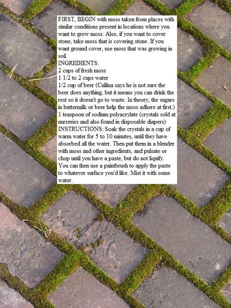 Moss Between Stepping Stones, Between Pavers Plants, Brick And Moss Walkway, Ground Cover Moss, Moss Driveway, Clover Between Pavers, Planting Between Pavers, Growing Moss Between Pavers, Moss Between Pavers