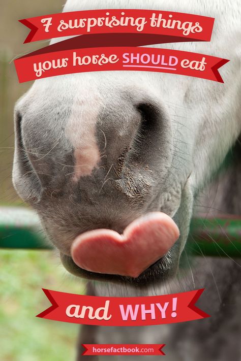 Surprising foods that your horse can, and should eat! What Can Horses Eat, Equestrian Tips, Horse Massage, Pet Recipes, Horse Nutrition, Horse Behavior, Horse Supplements, Lymph System, Horse Info