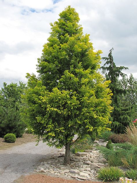 Dawn Redwood, Sequoiadendron Giganteum, Sequoia Sempervirens, Landscape Nursery, Fast Growing Evergreens, Golden Dawn, Redwood Tree, Specimen Trees, Fast Growing Trees