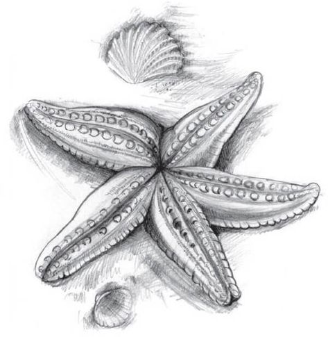 How to draw a starfish with a pencil step-by-step tutorial. Drawing Beach Pencil, How To Draw A Starfish, Sea Drawing Pencil, Sea Life Art Drawing, Shell Drawing Pencil, Natural Forms Drawings, Sea Fish Drawing, Ocean Life Drawings, Sea Creatures Sketch