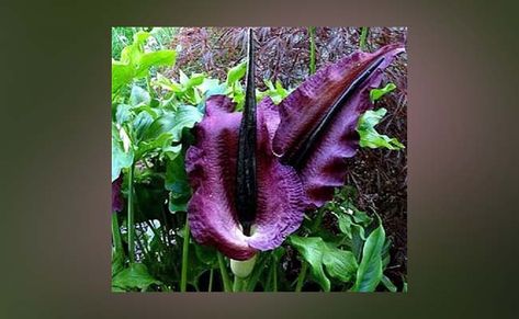 Top 10 Most Poisonous Flowers | Deadly Flowers in the World Poison Flowers, Deadly Flowers, Poisonous Flowers, Titan Arum, Larkspur Flower, Natural Air Purifier, Christmas Date, Giant Flowers, Flower Names