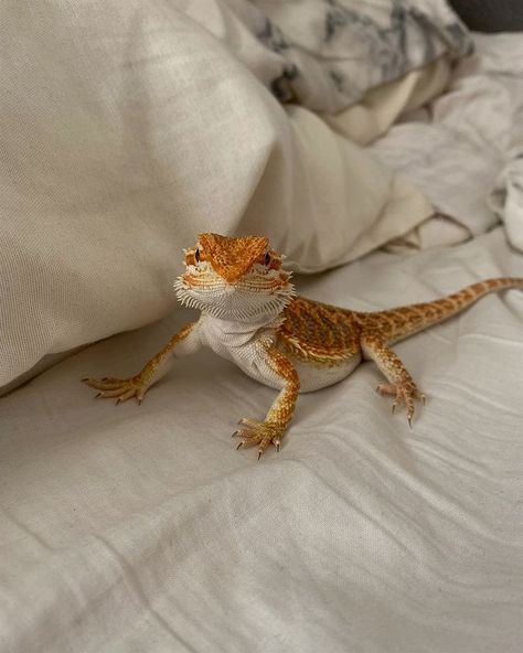 Beard Dragon, Cute Animal Pfp, Bearded Dragon Terrarium Ideas, Dragon Terrarium, Baby Reptile, Animal Pfp, Cute Animal Character, Dragon Pet, Bearded Dragon Enclosure